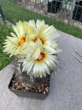 Astrophytum capricorne